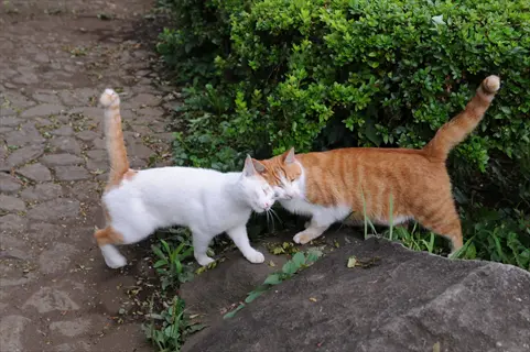 two cats (white with orange, orange with white) engage in cheek rubbing (scent exchange) on a stone path near greenery