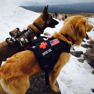two dogs in snowy mountains wearing padded service vests: golden retriever in black vest with red cross and 'service dog' text, malinois in camouflage vest with pouches