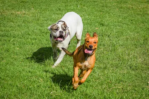 two dogs playing together on a sunny grassy field - social stimulation for canine interaction