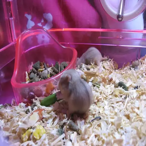 two hamsters in a cage with small animal bedding setup, food dish, and wood shavings