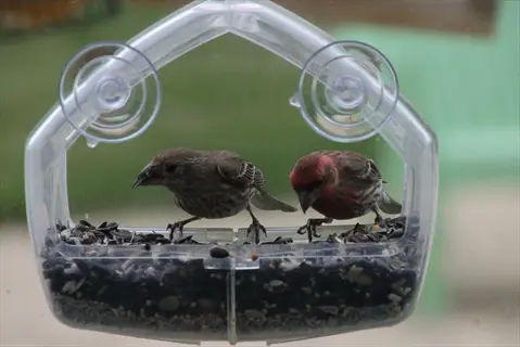 two house finches (one brown, one red) feeding from a clear plastic window bird feeder with suction cups, against a blurred outdoor background