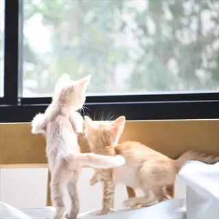 two kittens eagerly following their owner's movement from behind furniture near a sunlit window, demonstrating human-cat lifestyle interaction