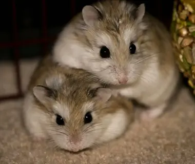 two light brown and white hamsters near a foraging snack ball (hamster foraging food dish) in a wire cage habitat - foraging dishes context