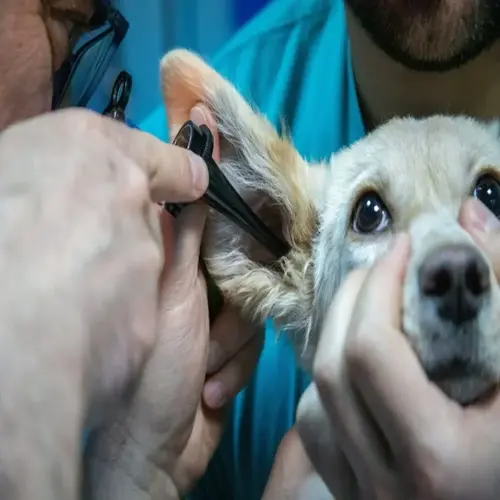 veterinarian performing dog ear cleaning on a light-furred dog using an otoscope