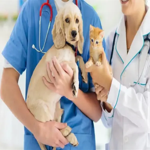 veterinarians holding a dog and cat in a clinic