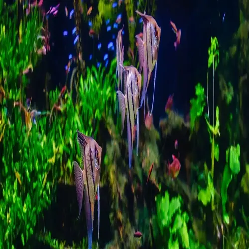 vibrant aquarium fish community with angel fish swimming among lush green aquatic plants and other species