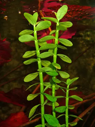vibrant bacopa aquarium stem plant showcasing thick green stems with round opposite leaves, thriving in freshwater aquarium with colorful aquatic vegetation background