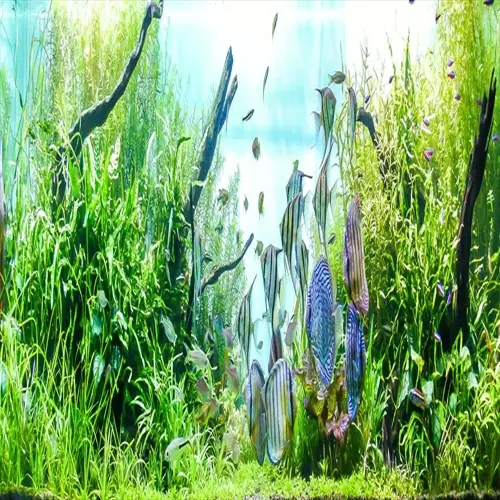 vibrant planted aquarium with diverse aquatic plants for beginners and colorful fish