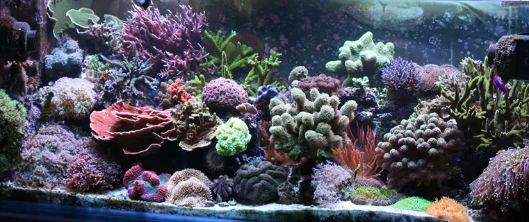 vibrant saltwater reef tank showcasing diverse corals (sps, lps, soft corals) and marine life in a maintained aquarium environment