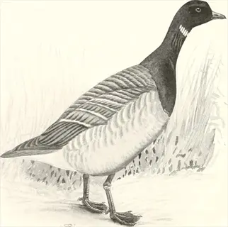 vintage bird recall game illustration: black-and-white sketch of a standing goose with textured plumage among reeds. flight recall games style