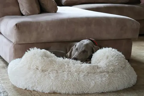 weimaraner sleeping in a plush orthopedic dog bed near a beige living room sofa. the thick, cushioned bed provides joint support for senior dogs in a cozy home setting