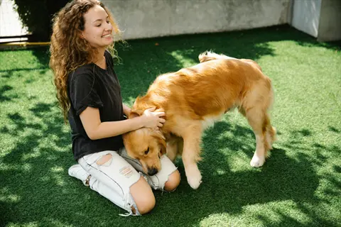 woman petting dog: young woman with curly hair smiles while affectionately petting a golden retriever on artificial grass in sunny outdoor setting