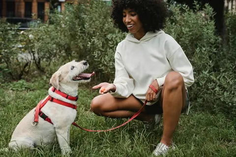 woman training dog using verbal cue training: black woman in white hoodie rewards attentive light-colored dog with treat during outdoor park session