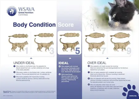 wsava cat body condition score chart - veterinary pet savings chart tracking weight categories from underweight (1) to obese (9) with descriptive text and cat silhouettes