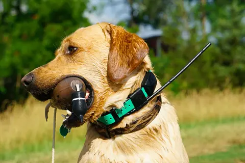 yellow labrador retrieving training dummy with electronic calibrating dog collar (antenna visible) in outdoor field - device requires calibration for effective training