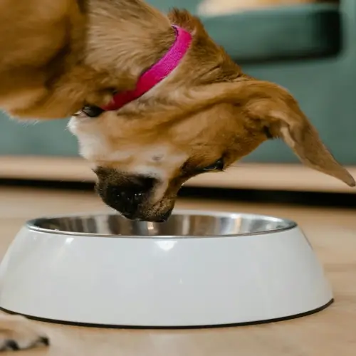 young brown puppy wearing pink collar eating from white food bowl indoors