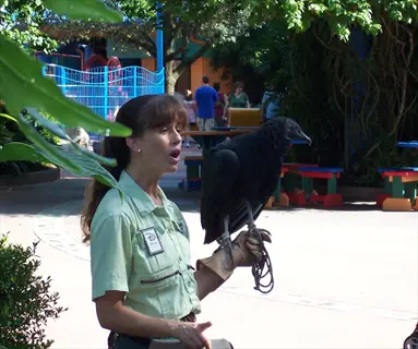 zookeeper demonstrating bird target training with a black vulture perched on her gloved hand in a vibrant outdoor park setting with colorful benches and greenery